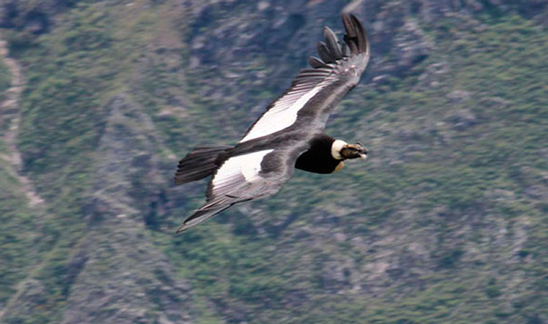 flight of condor Cusco